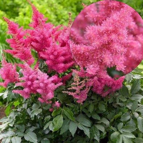 Astilbe arendsii 'Drum and Bass' - Arendsi astilbe 'Drum and Bass'
